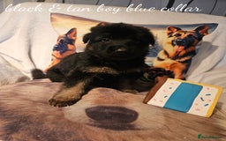 German Shepherd dogs for sale: GLENCONNER KC REGISTERED GERMAN SHEPHERD PUPS  - Image 4