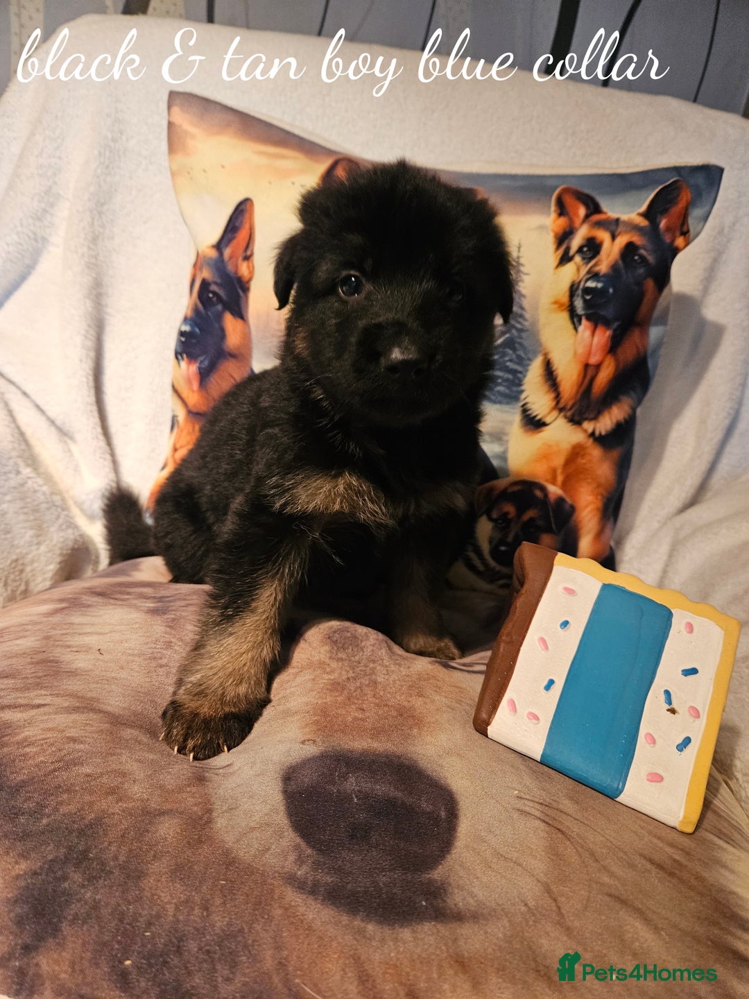 German Shepherd dogs for sale: GLENCONNER KC REGISTERED GERMAN SHEPHERD PUPS  - Image 4