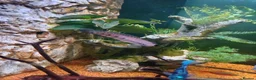 Cichlids fish for sale: Emperor snakehead channa perfect specimen - Advert 3