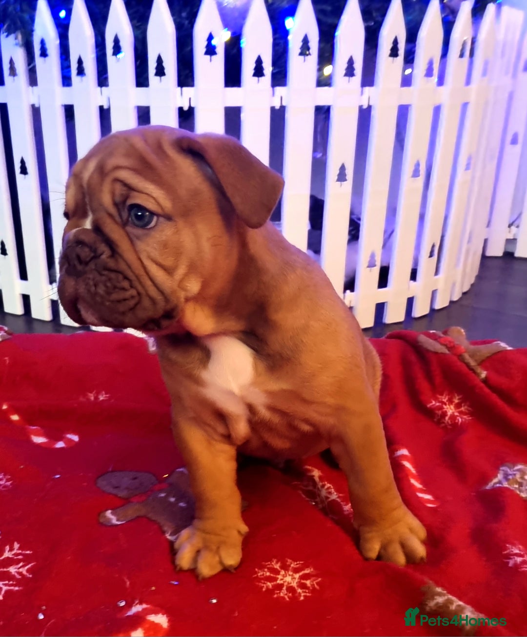 Olde English Bulldogge dogs for sale: BUYER PULL OUT LAST MALE REDUCED!!!! - Advert 9