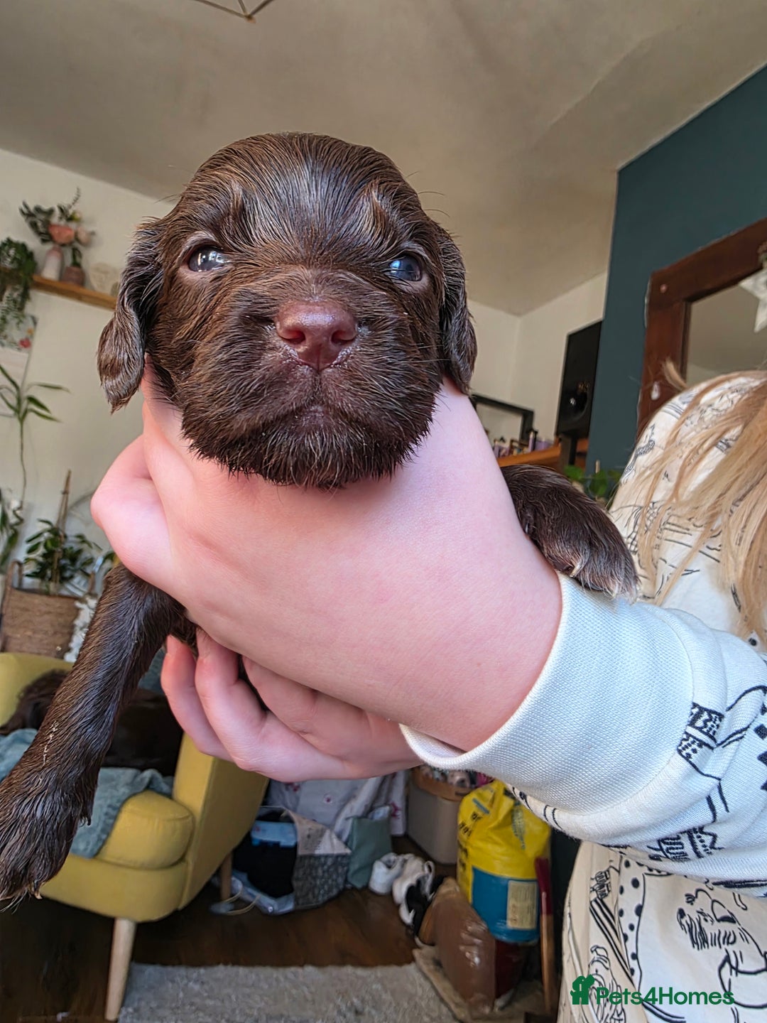 Cocker Spaniel dogs for sale: Beautiful Spaniel pups! - Advert 21