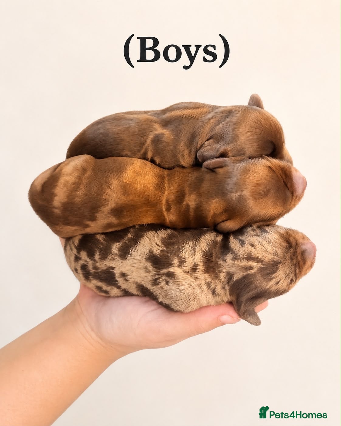 Miniature Dachshund dogs Miniature dachshund pups  - Advert 1