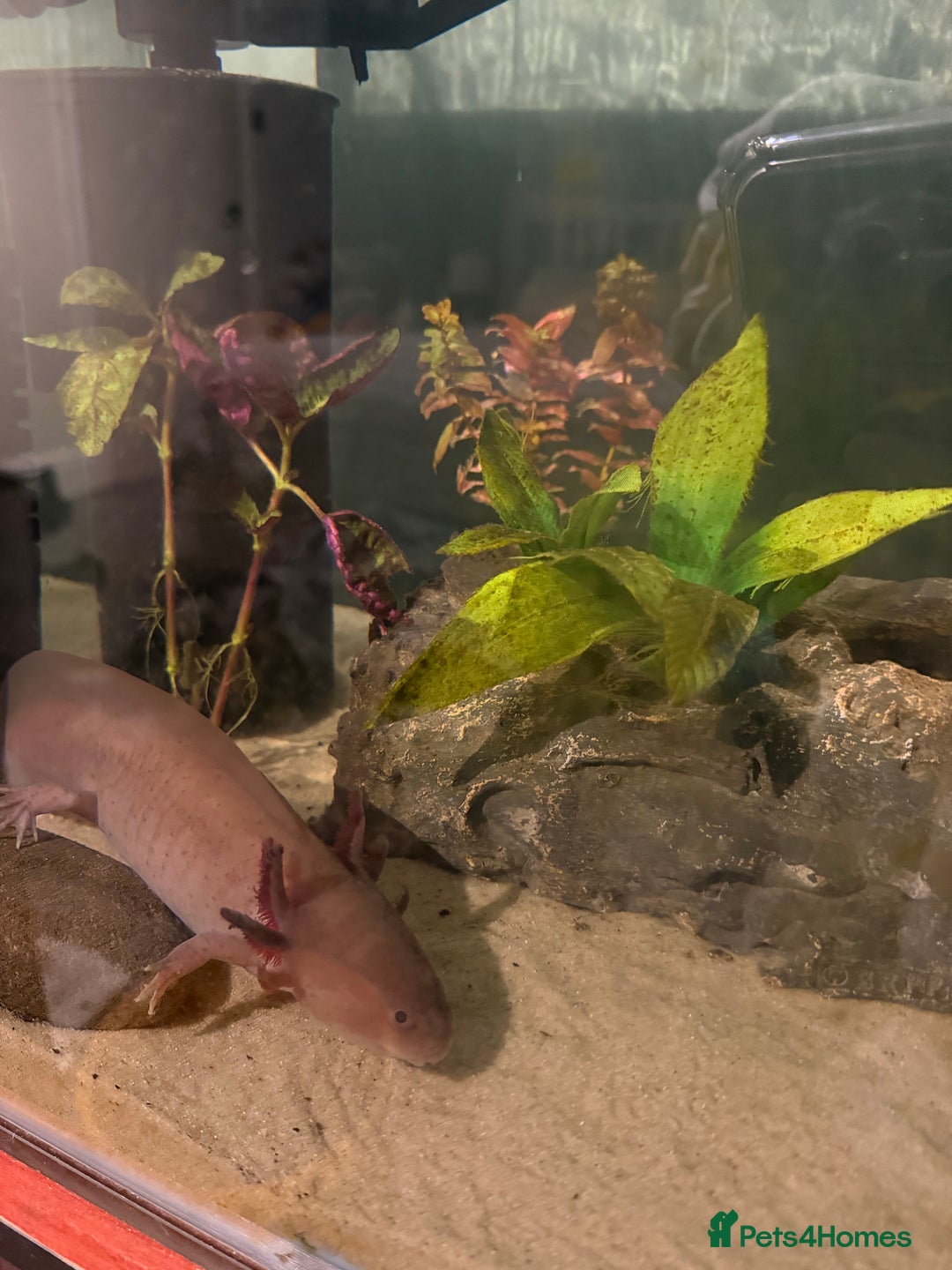 Axolotl reptiles for sale: Axolotl rehoming - Advert 1