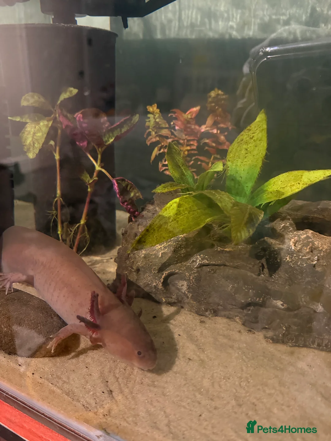 Axolotl reptiles for sale: Axolotl rehoming - Advert 1