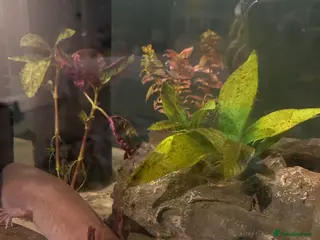 Axolotl reptiles Axolotl rehoming - Advert 2