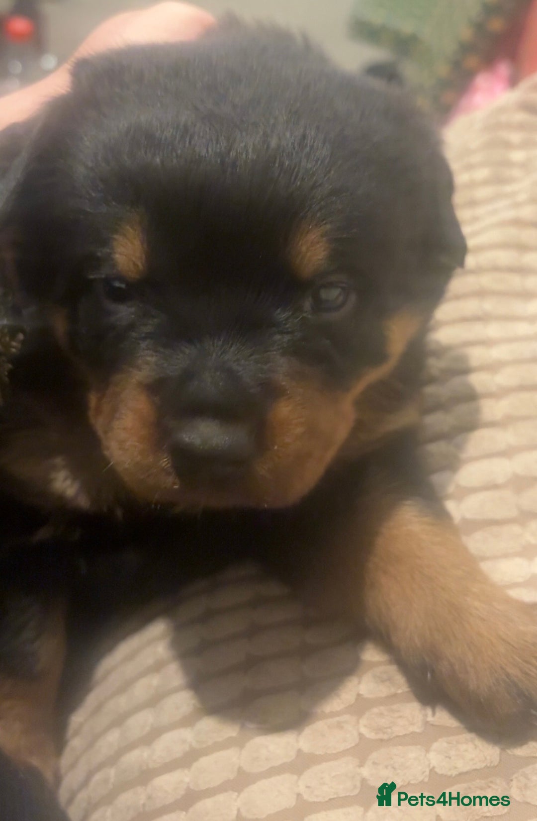 Rottweiler dogs for sale: 3 chunky KC registered girls for sale - Advert 6