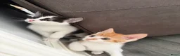 Mixed Breed cats for sale: 5 lovely kittens for sale  - Advert 34