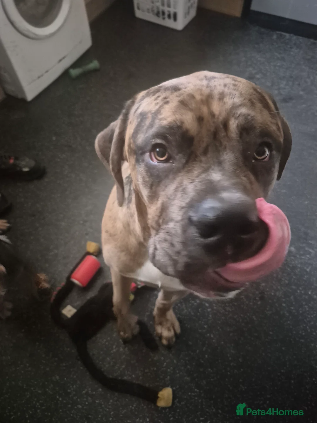 Mastiff dogs for sale: Bentley - Advert 4