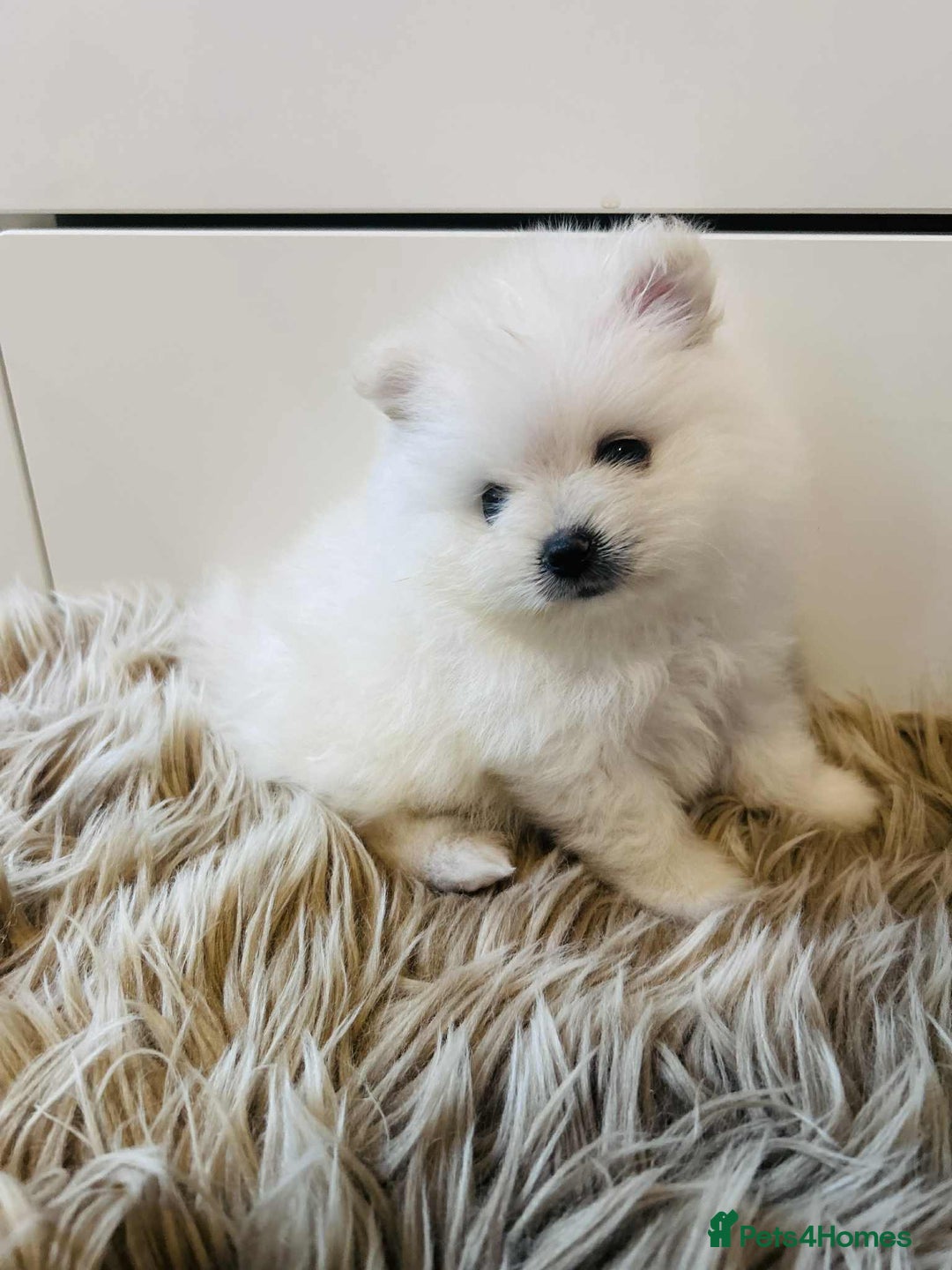 Pomeranian dogs for sale: Adorable White Teddy-Bear Pom Puppies! - Image 9