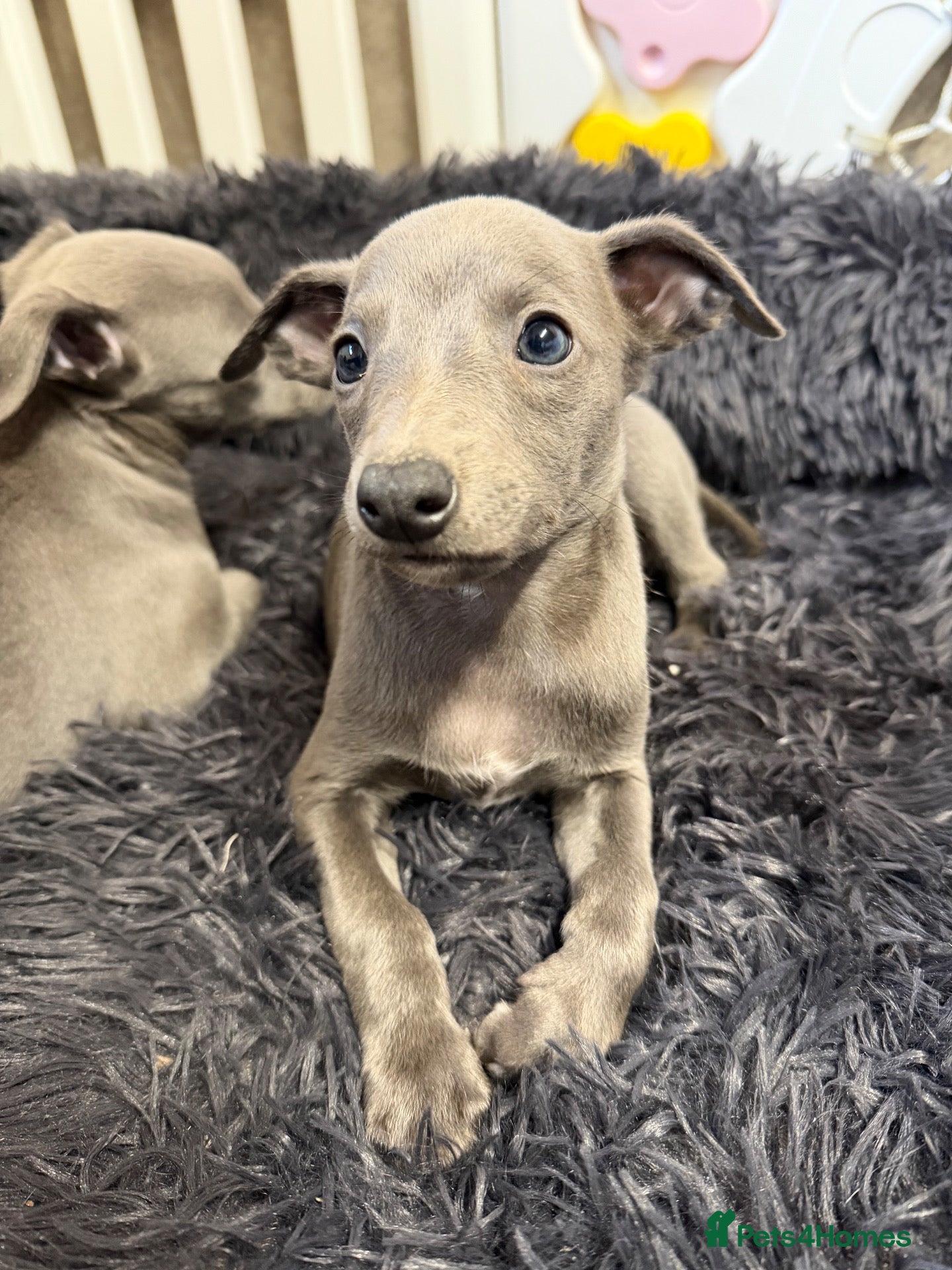 Whippet dogs ❤️ BEAUTIFUL BLUE WHIPPETS KC REGISTERED❤️ - Advert 1