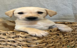 Labrador Retriever dogs for sale: 🐾 Labrador Retriever Puppies for Sale 🐾 - Image 2