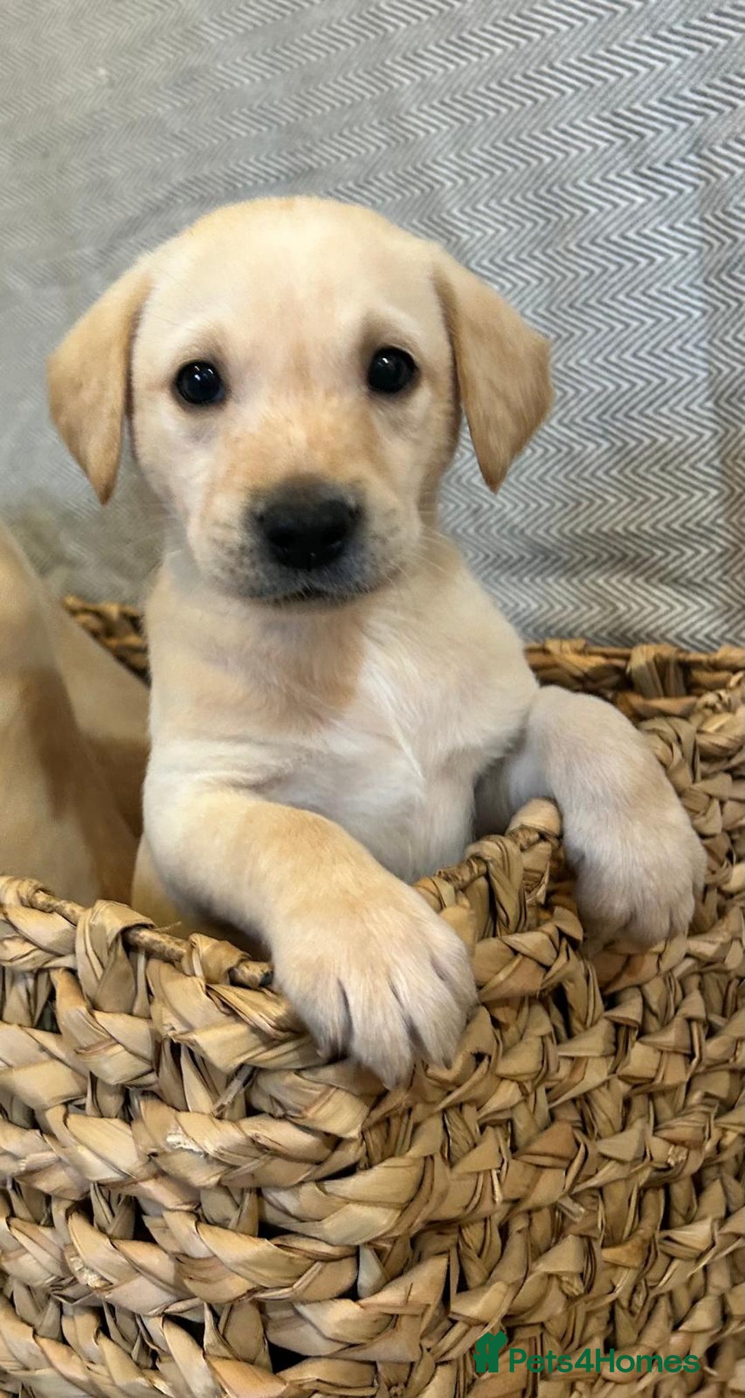 Labrador Retriever dogs for sale: 🐾 Labrador Retriever Puppies for Sale 🐾 - Image 2