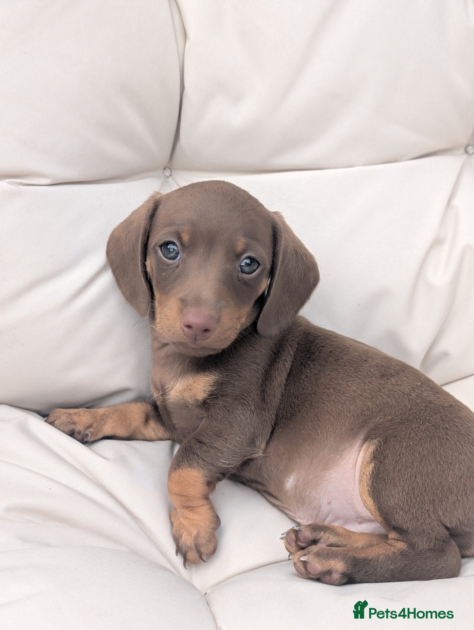 Miniature Dachshund dogs for sale: Longhaired and smooth miniature dachshunds  - Advert 7