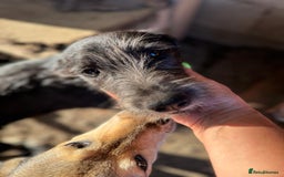 Mixed Breed dogs for adoption: LIA - a Beautiful young Girl, for a Loving Home - Image 15