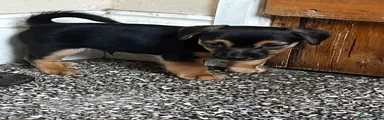 Jack Russell 3