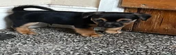 Jack Russell dogs for sale: Adorable Jack Russel pups for sale 3 boys in Rugeley - Advert 5