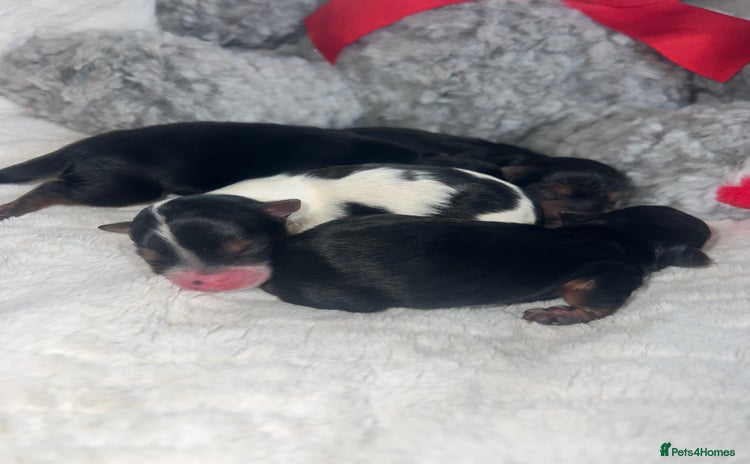 Mixed Breed dogs - Advert 6