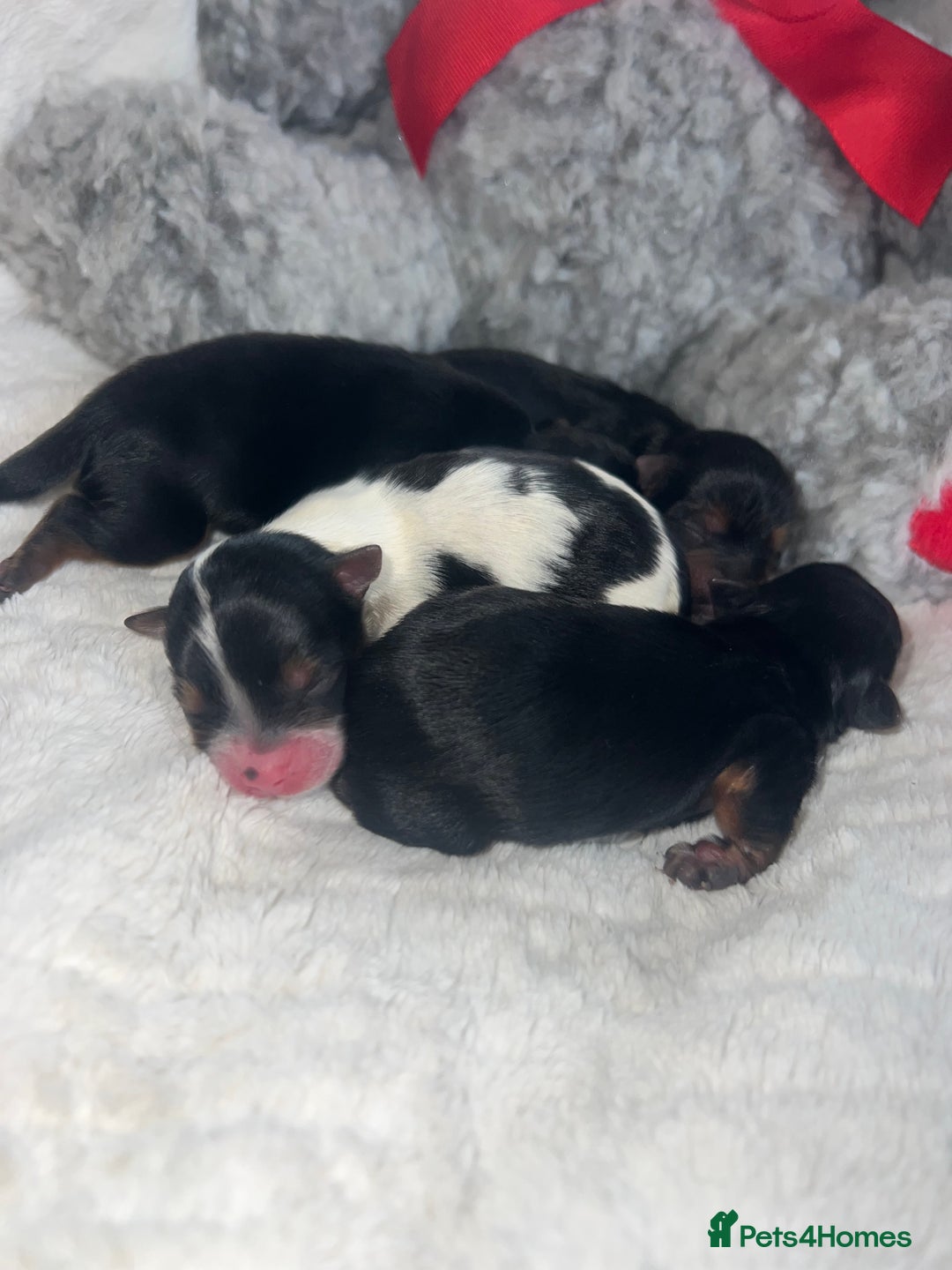 Mixed Breed dogs for sale: Beautiful Mini Yorkshire Terrier/ Biewer Litter  - Image 1