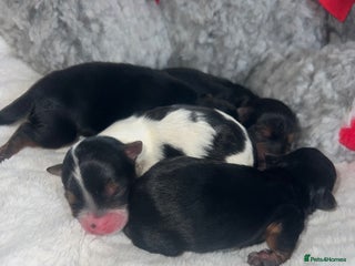 Mixed Breed dogs - Advert 4