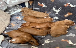 Cockapoo dogs for sale: F1 Show Type Cockapoo Puppies - Image 11