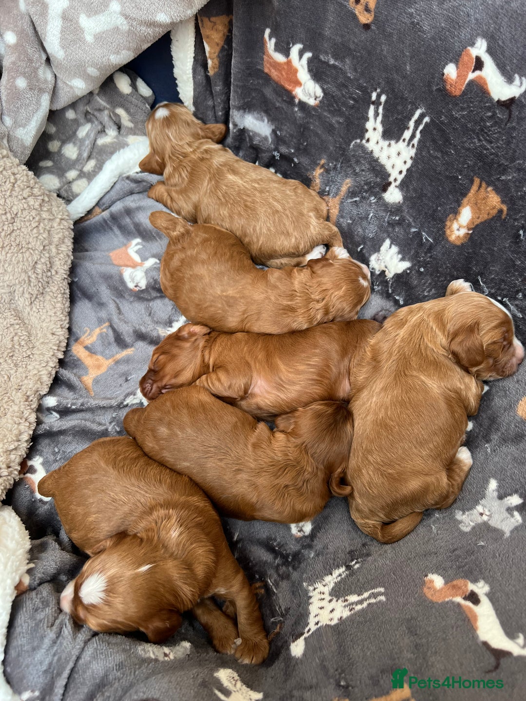 Cockapoo dogs for sale: F1 Show Type Cockapoo Puppies - Image 11
