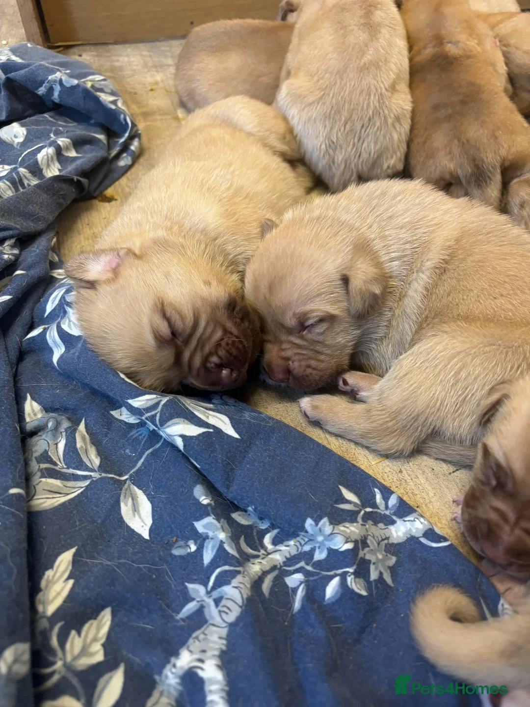 Mixed Breed dogs for sale: Boerboel x Rhodesian Ridgeback - Advert 2