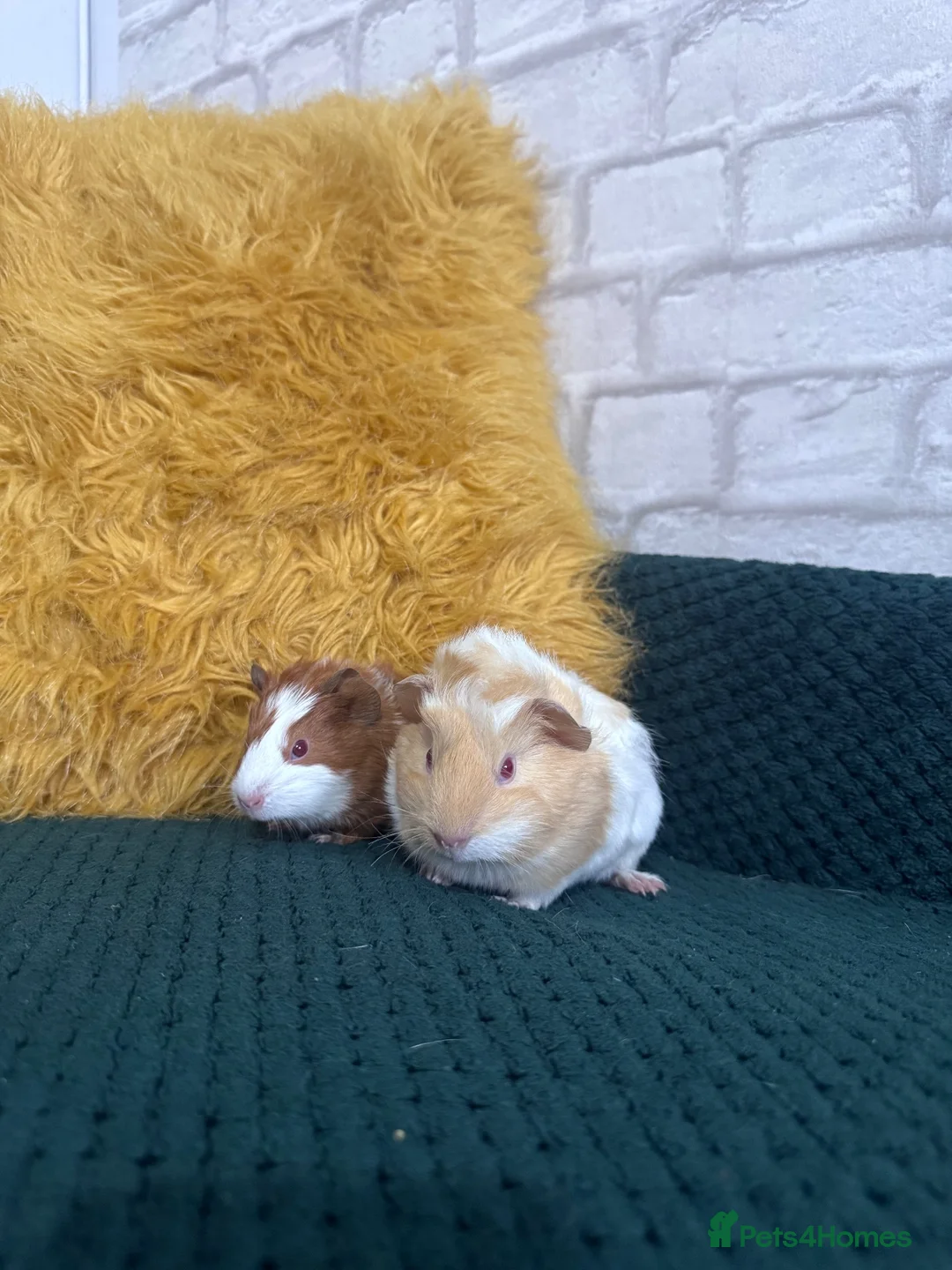Guinea Pig rodents for sale: Two baby boars  in Emsworth - Advert 2