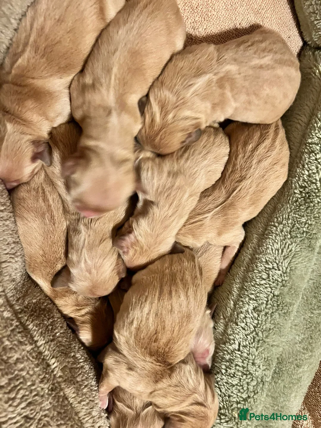 Golden Retriever dogs for sale: LITTLE BUNS - Advert 3