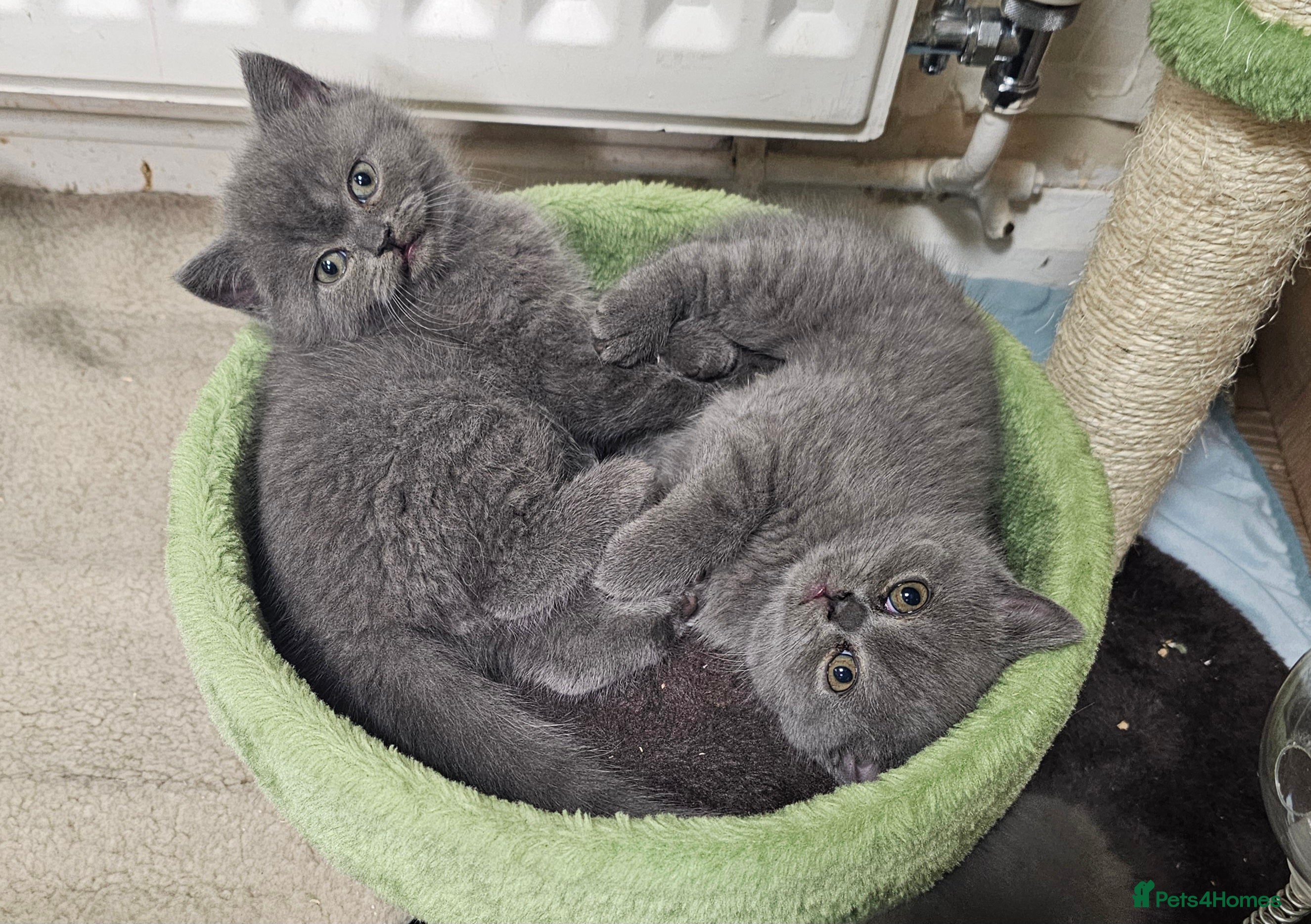 British Shorthair cats Purebred  British shorthair kittens  - Advert 3