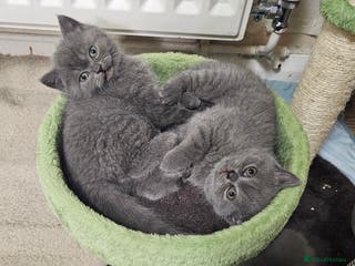 British Shorthair cats Purebred British shorthair kittens - Advert 4