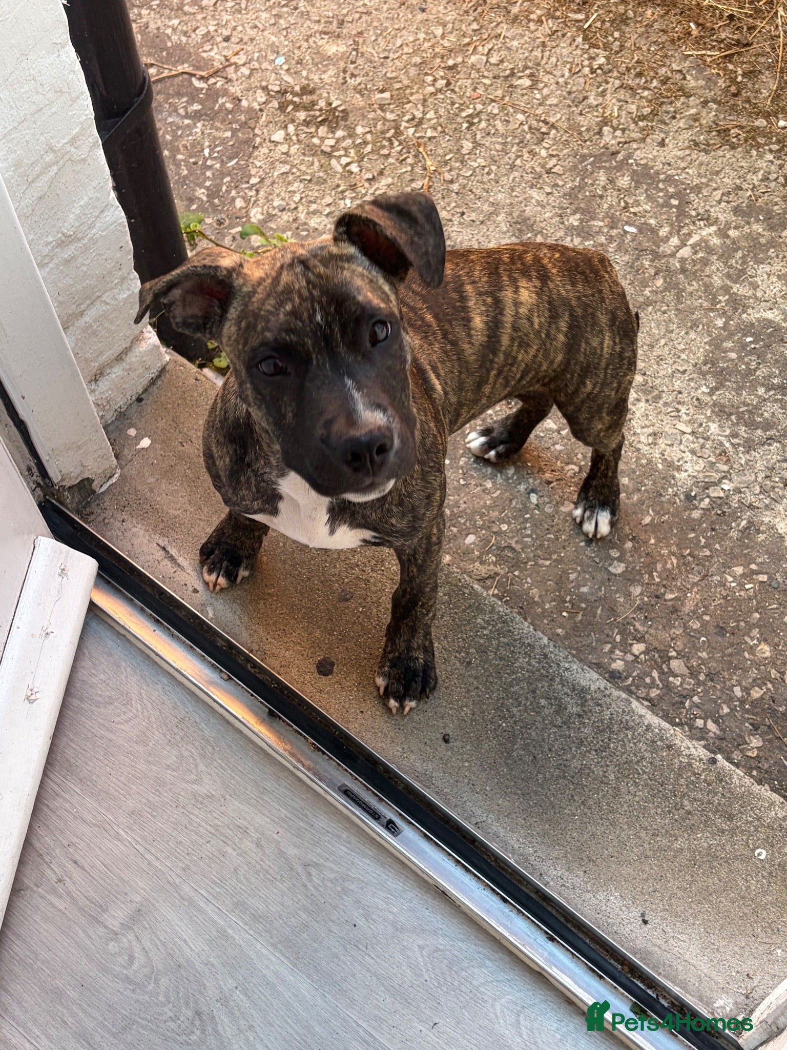 Staffordshire Bull Terrier dogs Richie  - Advert 1