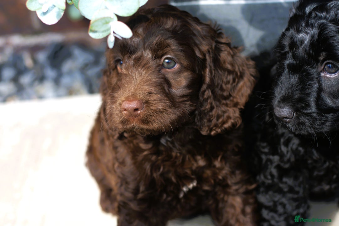 Cockapoo dogs for sale: X3 Chunky Cockapoo Puppies-Ready now!  - Image 1