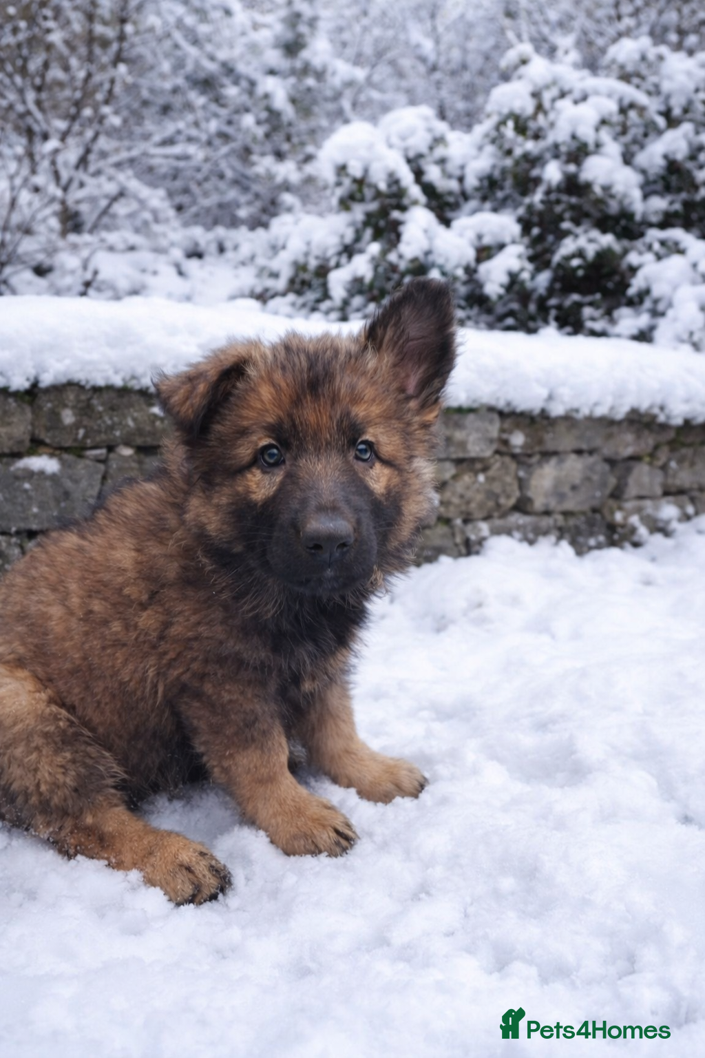 German Shepherd dogs 2 girls, long coat, STRAIGHT BACK silver sable GSD - Advert 6