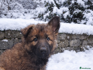 German Shepherd dogs 2 girls, long coat, STRAIGHT BACK silver sable GSD - Advert 6