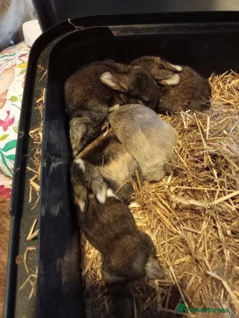 Mixed Breed rabbits - Advert 1