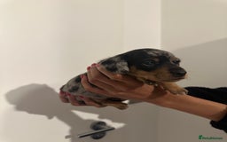 Miniature Dachshund dogs for sale: ✨Mini Smooth Hair Dachshund Ready 18/10/2025 ✨ - Image 9