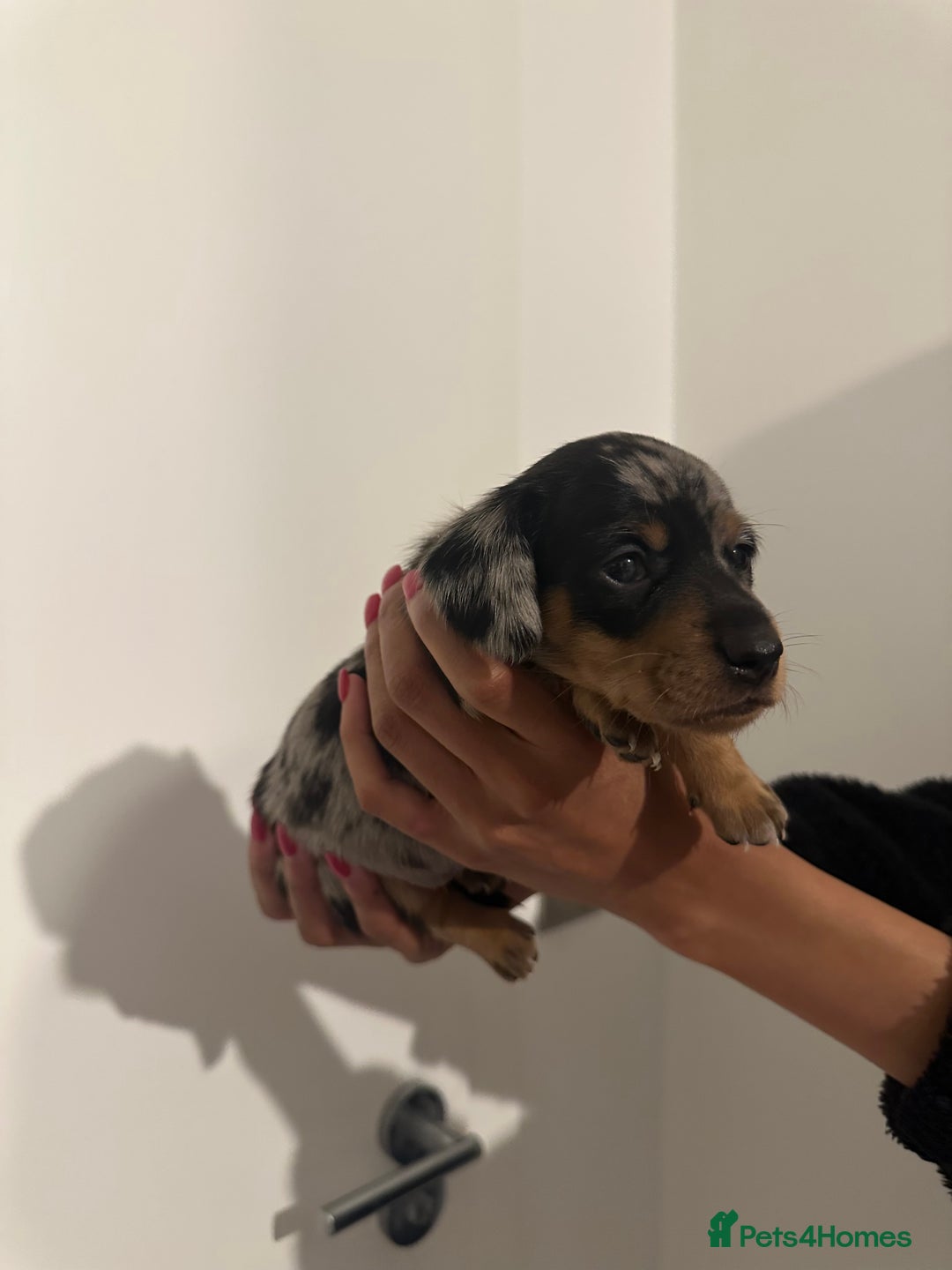 Miniature Dachshund dogs for sale: ✨Mini Smooth Hair Dachshund Ready 18/10/2025 ✨ - Image 9