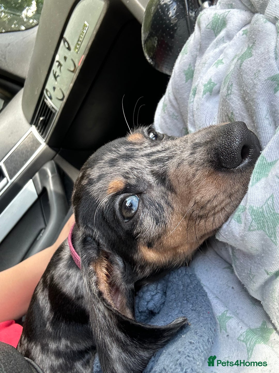 Miniature Dachshund dogs for sale: Miniature Daschand - Image 4
