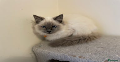 Ragdoll cats - Advert 3