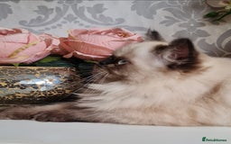 Persian cats for sale: Himalayen persian kittens last boy ready now - Image 2