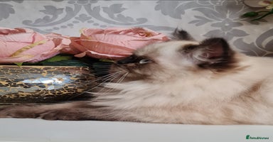 Persian cats - Advert 6