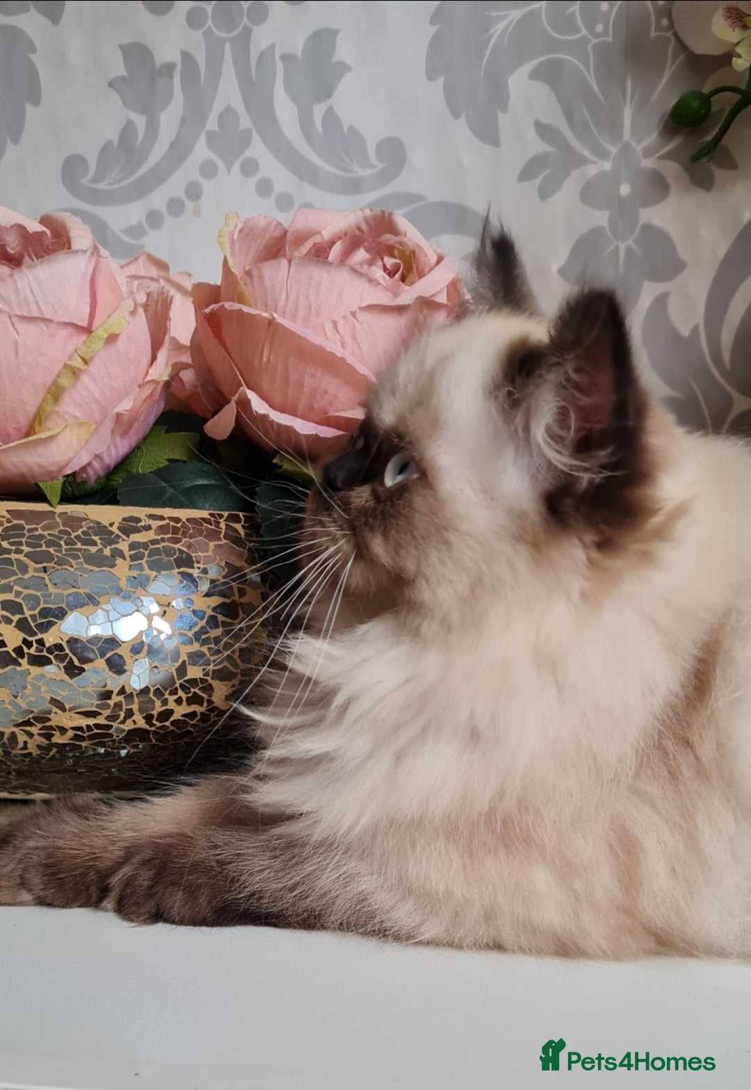 Persian cats for sale: Himalayen persian kittens last boy ready now - Image 2