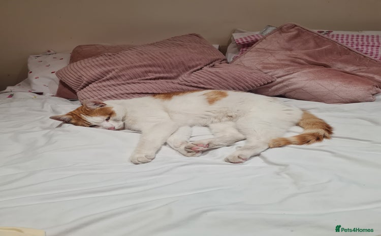 Mixed Breed cats - Advert 12