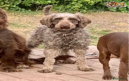 Cockapoo dogs for sale: Stunning F1 Cockapoo Pups - Image 3