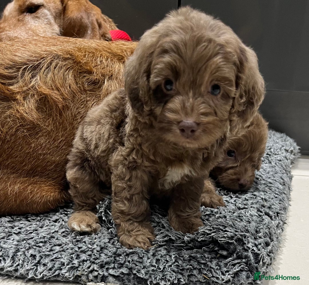 Cockapoo dogs for sale: 🩷READY TO LEAVE - Beautiful F1 Cockapoo pups  - Image 10