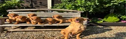 Labrador Retriever dogs for sale: Kc registered fox red labrador puppies - Advert 7