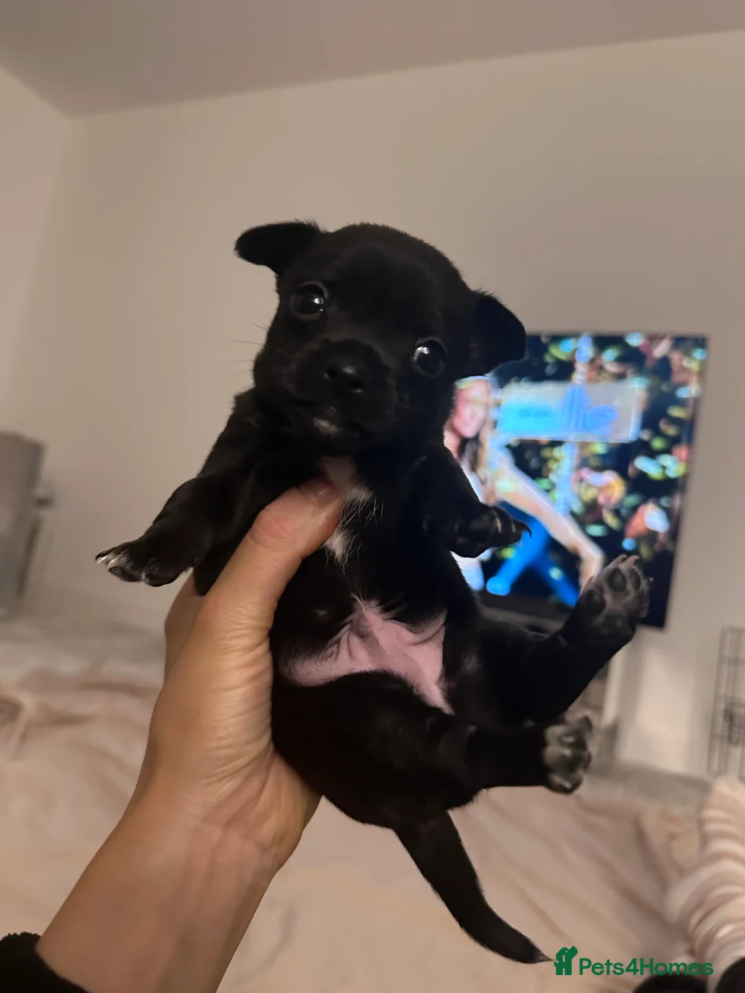 Chihuahua dogs for sale: Black chihuahua boy  - Advert 7