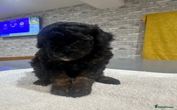 Toy Poodle dogs for sale: Toy Poodle Puppies - Extensively Health checked  - Image 6
