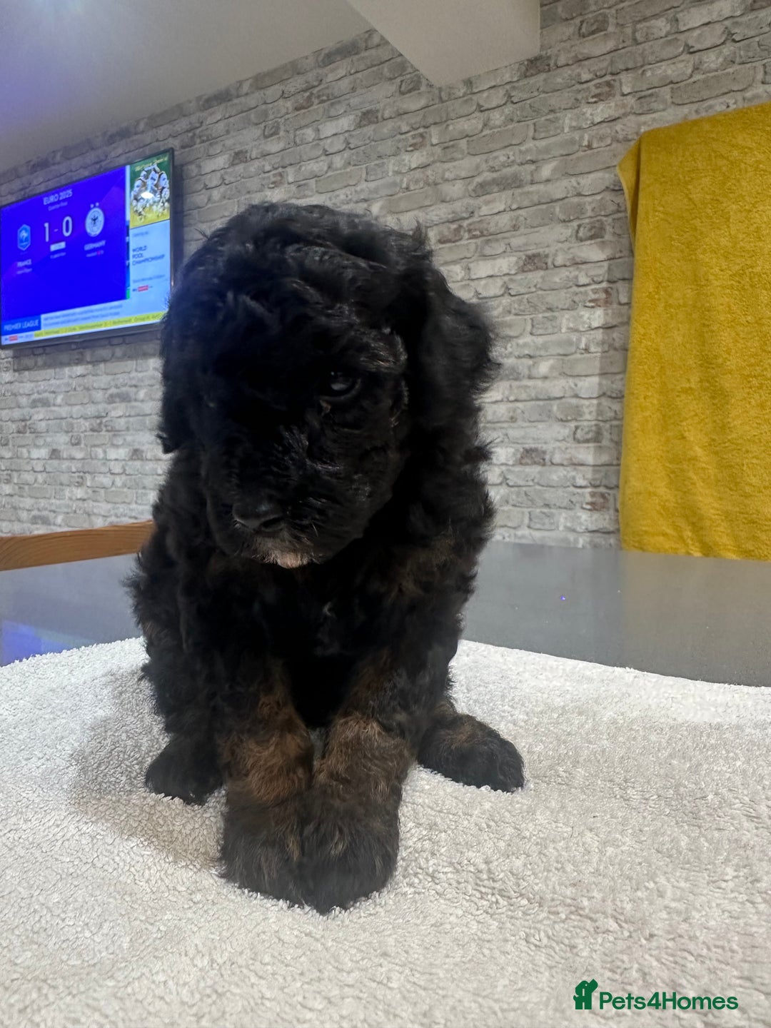 Toy Poodle dogs for sale: Toy Poodle Puppies - Extensively Health checked  - Image 6