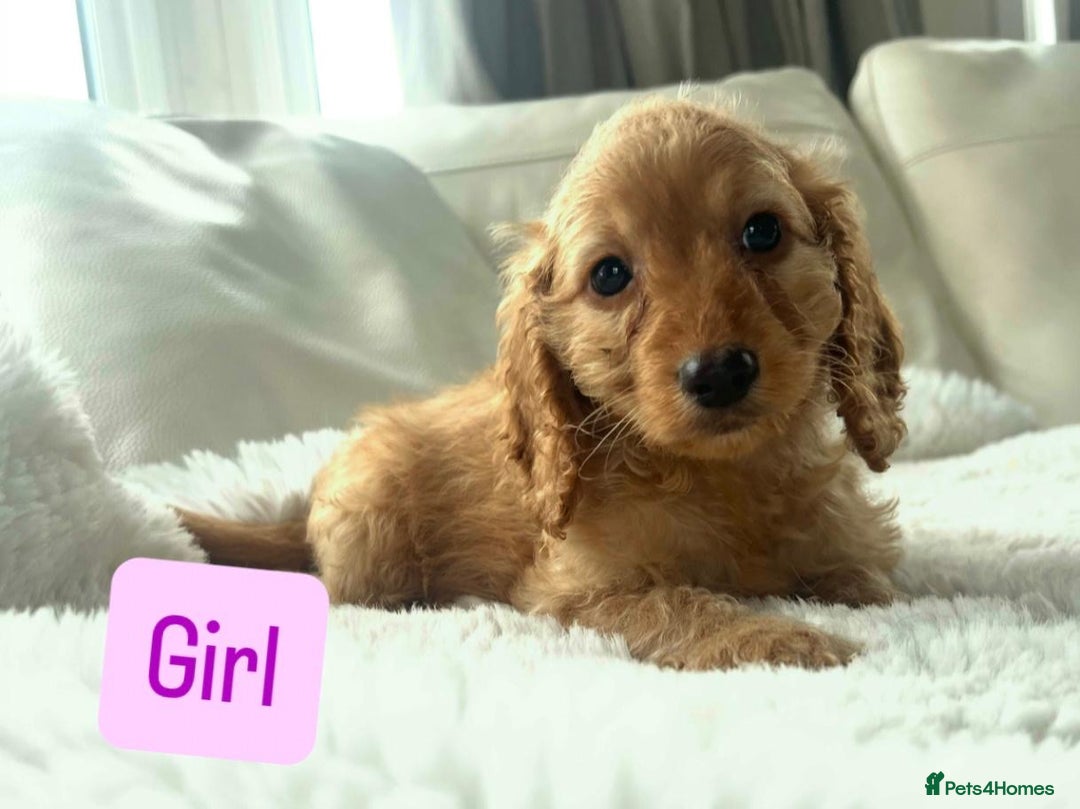 Cockapoo dogs for sale: Gorgeous Cockapoo Puppies  - Image 7